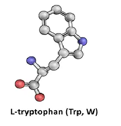 L-Tryptophan